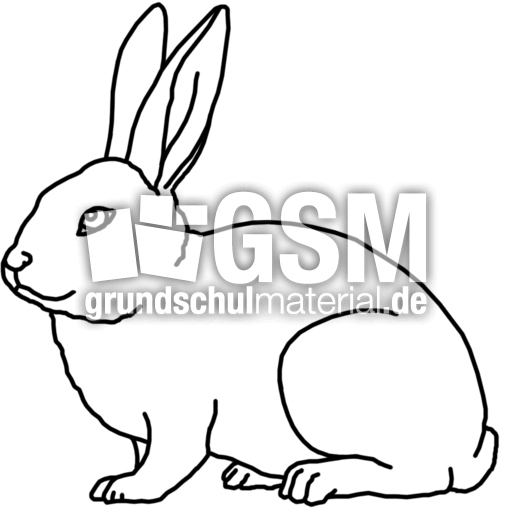 hase.jpg